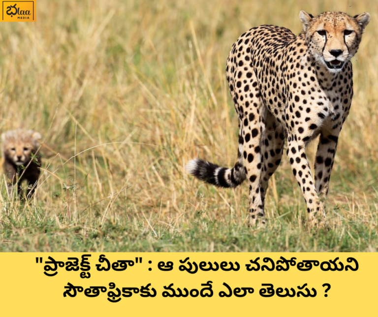 “ప్రాజెక్ట్ చీతా” : ఆ పులులు చనిపోతాయని సౌతాఫ్రికాకు ముందే ఎలా తెలుసు ?