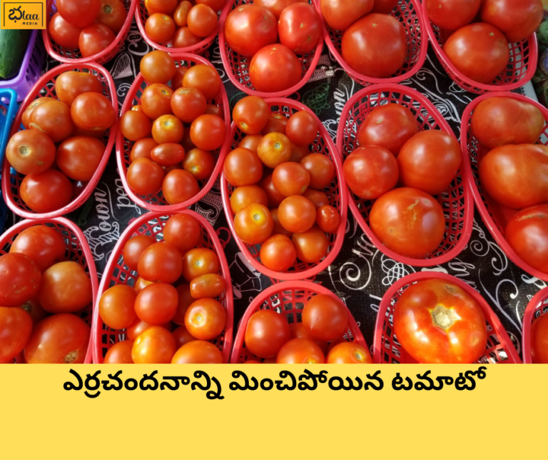 ఎర్రచందనాన్ని మించిపోయిన టమాటో